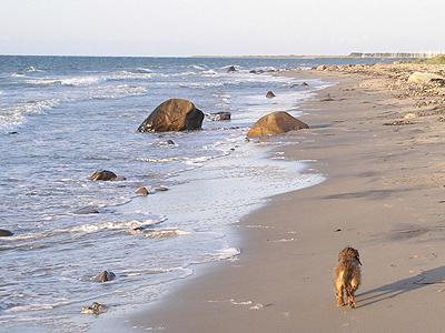 Hund på stranden om efteråret